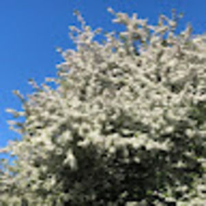 Meet your Posher, Paige